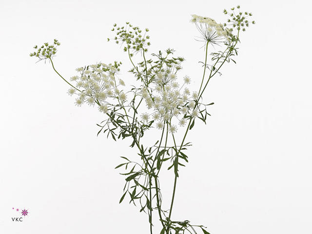 10x Ammi graceland 80cm