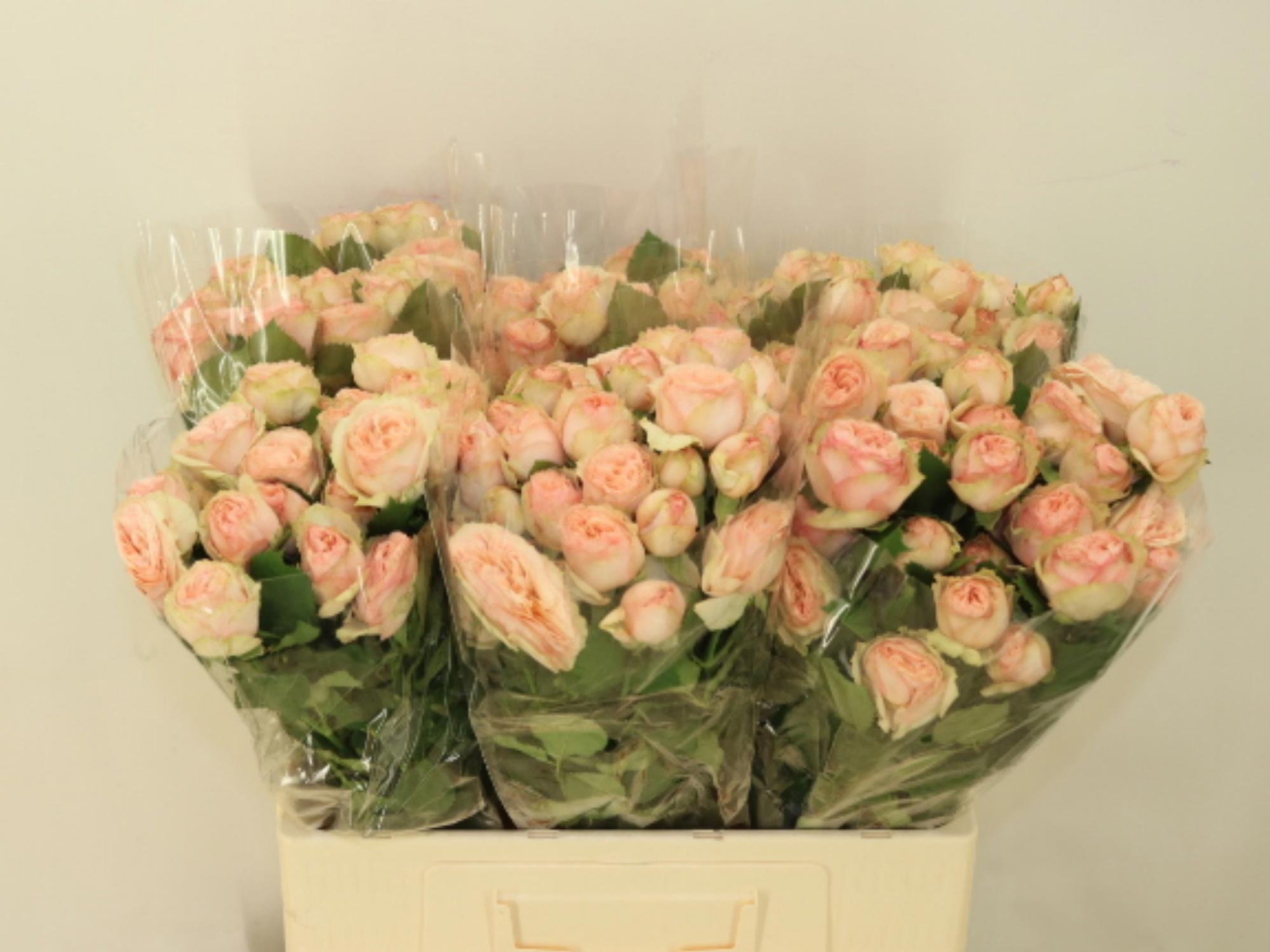 10x Rosa gentle trendsetter 60cm