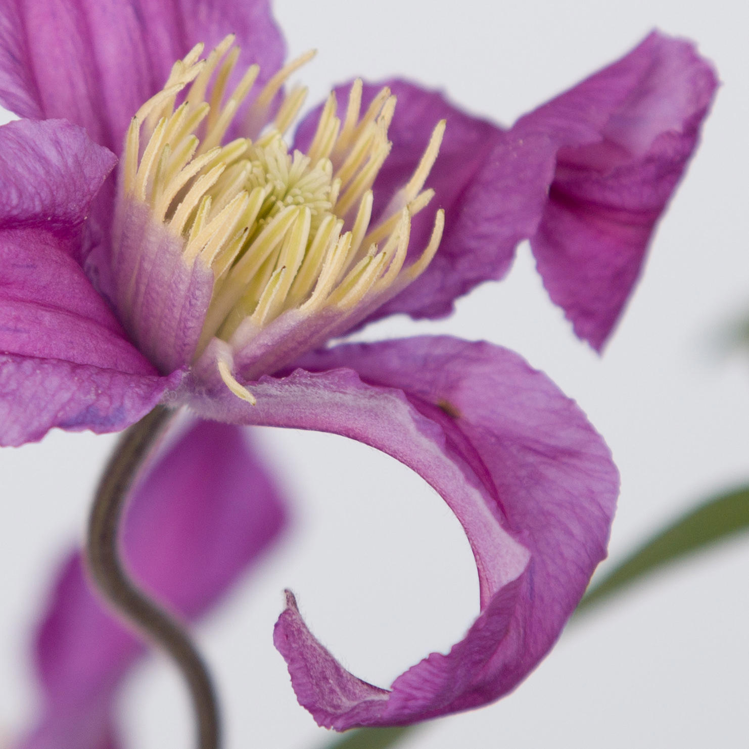 10x Clematis amazing rome 60cm