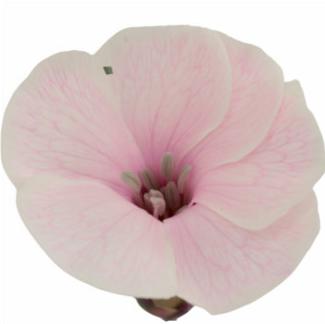 20x Dian.tr. solomio mystery pink 60cm