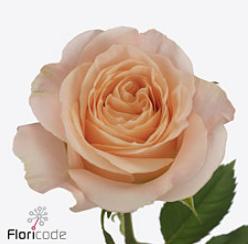 10x Rosa barby 50cm