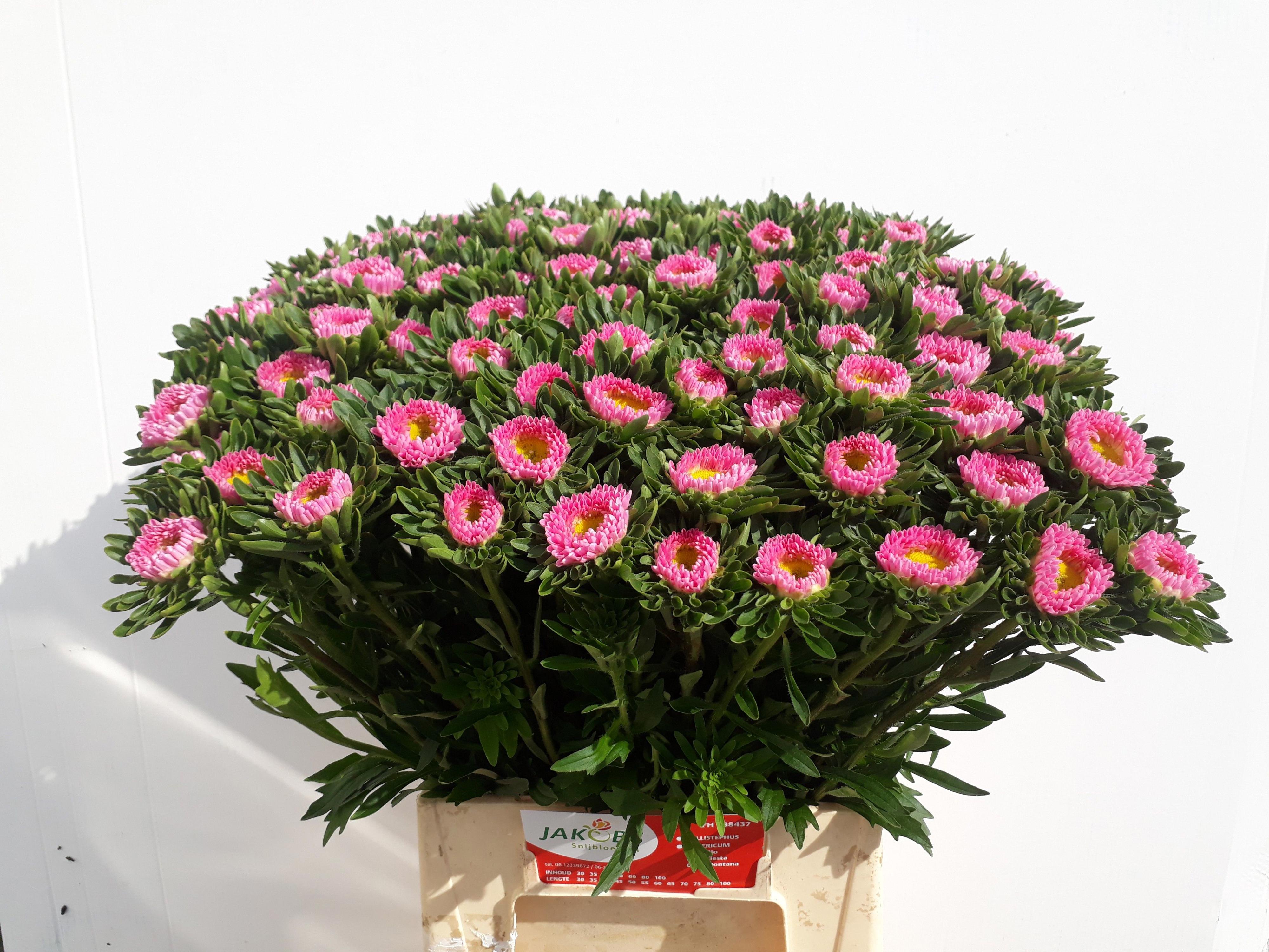 50x Callist.mats.pink 40cm