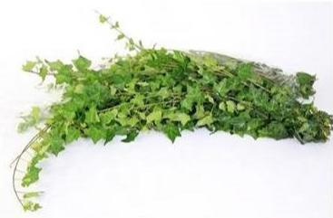 50x Sg hedera rank.groen it 80cm