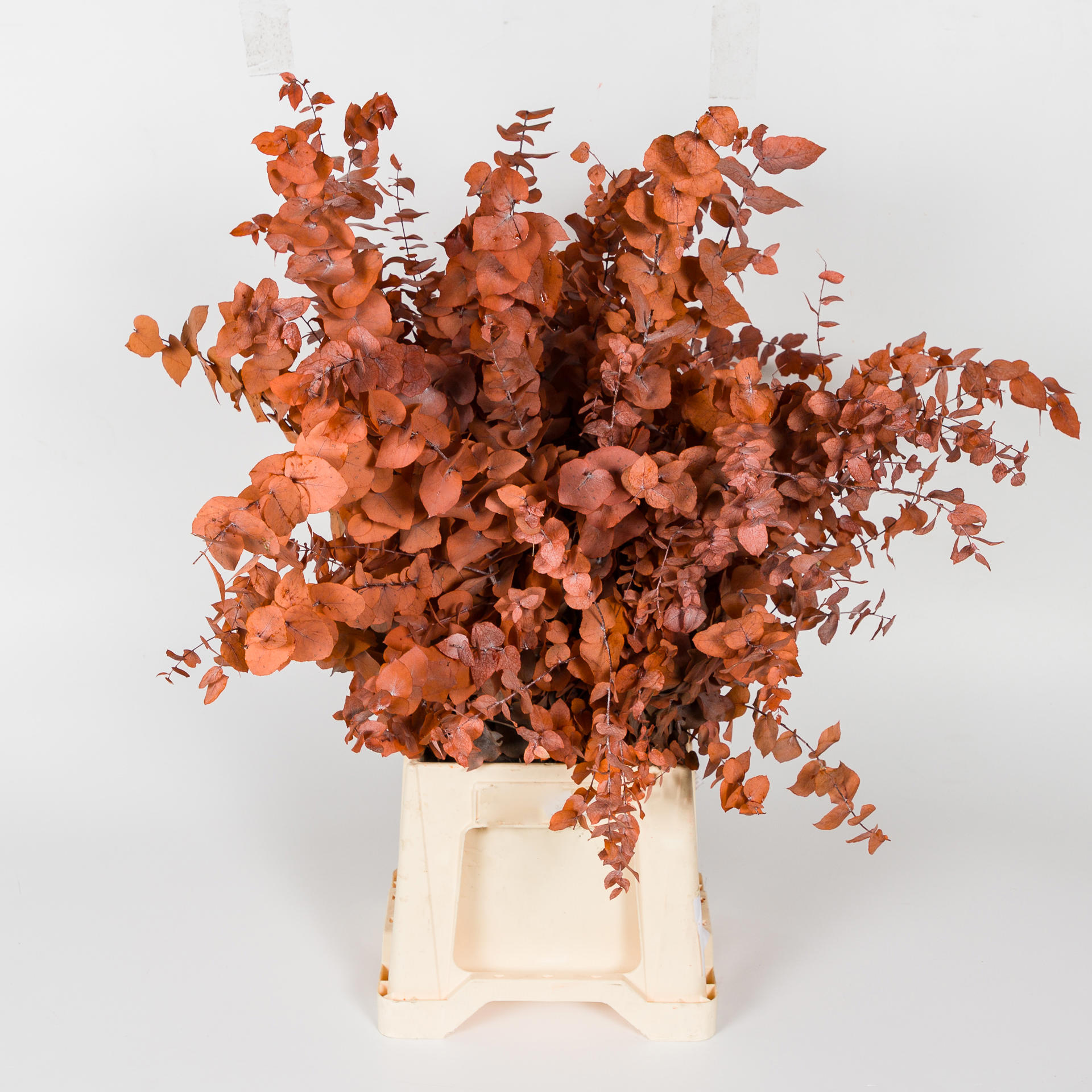 5x Dc eucalyptus stuart.oranje gestabiliseerd 70cm