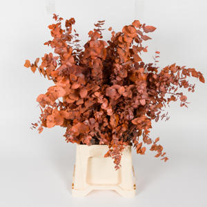 5x Dc eucalyptus stuart.oranje gestabiliseerd 70cm
