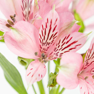 10x Alstroemeria elegance 70cm