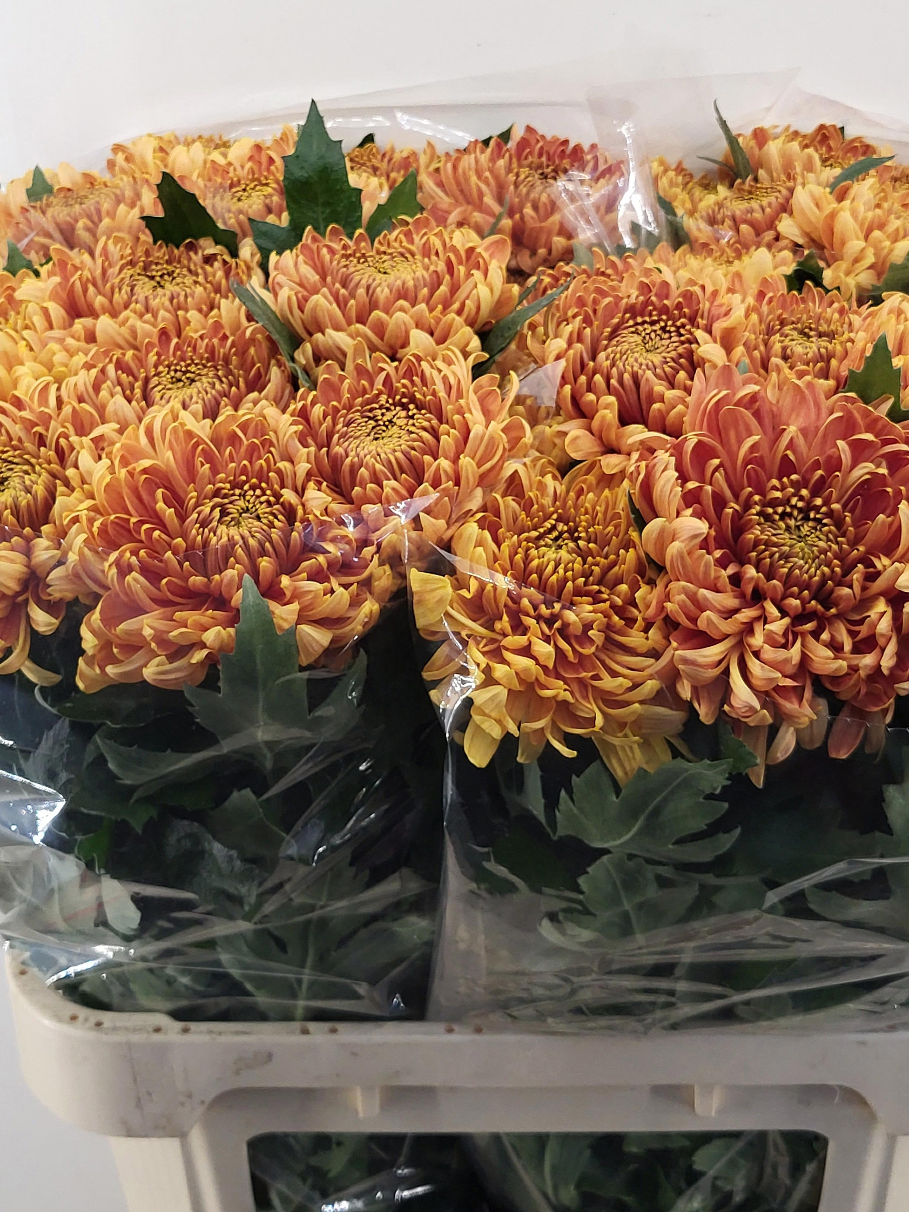 10x Chrysant bislet g 80cm