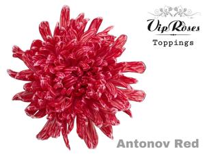 20x Chrysant antonov rood 60cm