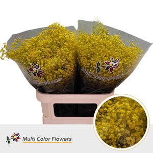 25x Gipskruid xlence geel 80cm