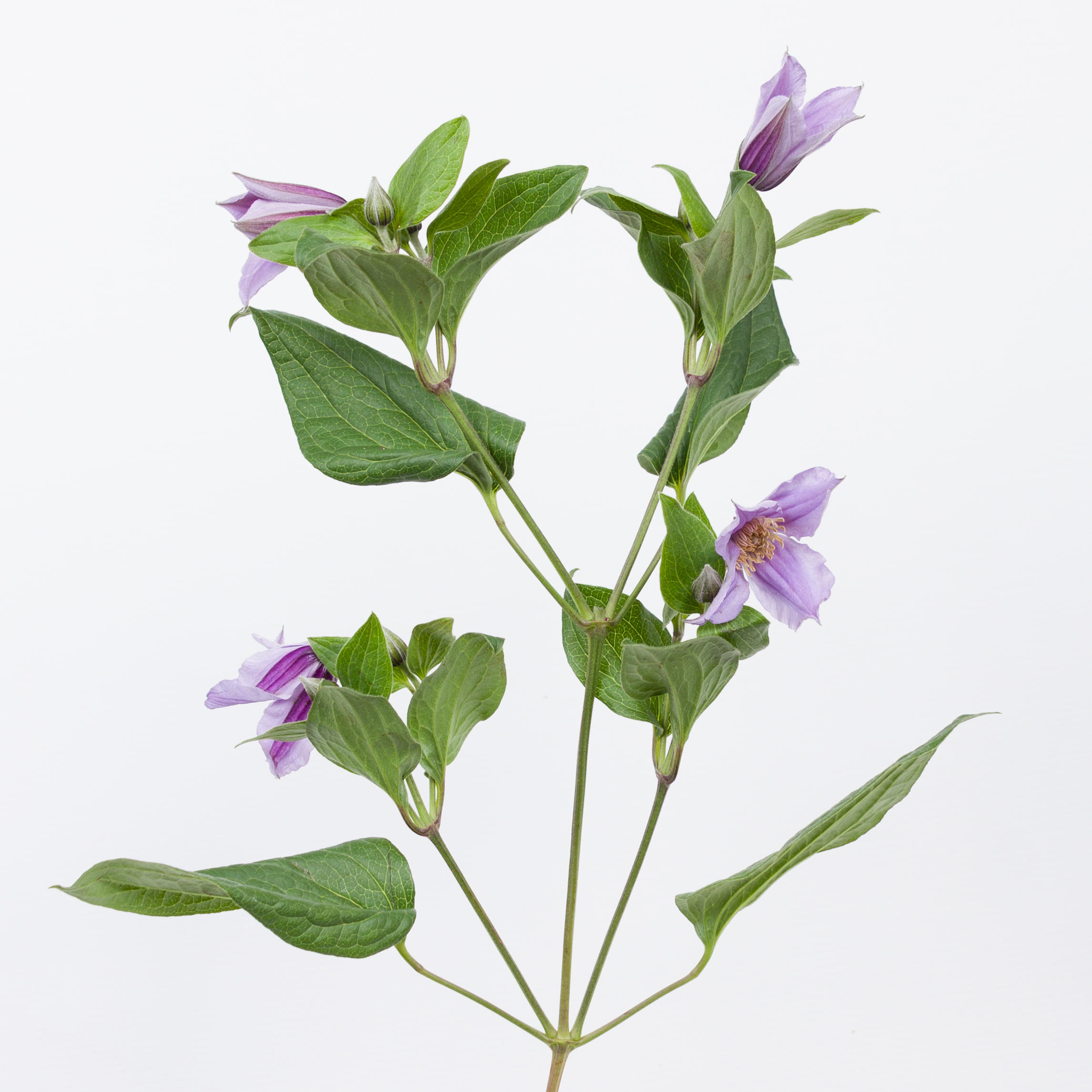10x Clematis star river 60cm