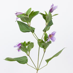 10x Clematis star river 60cm