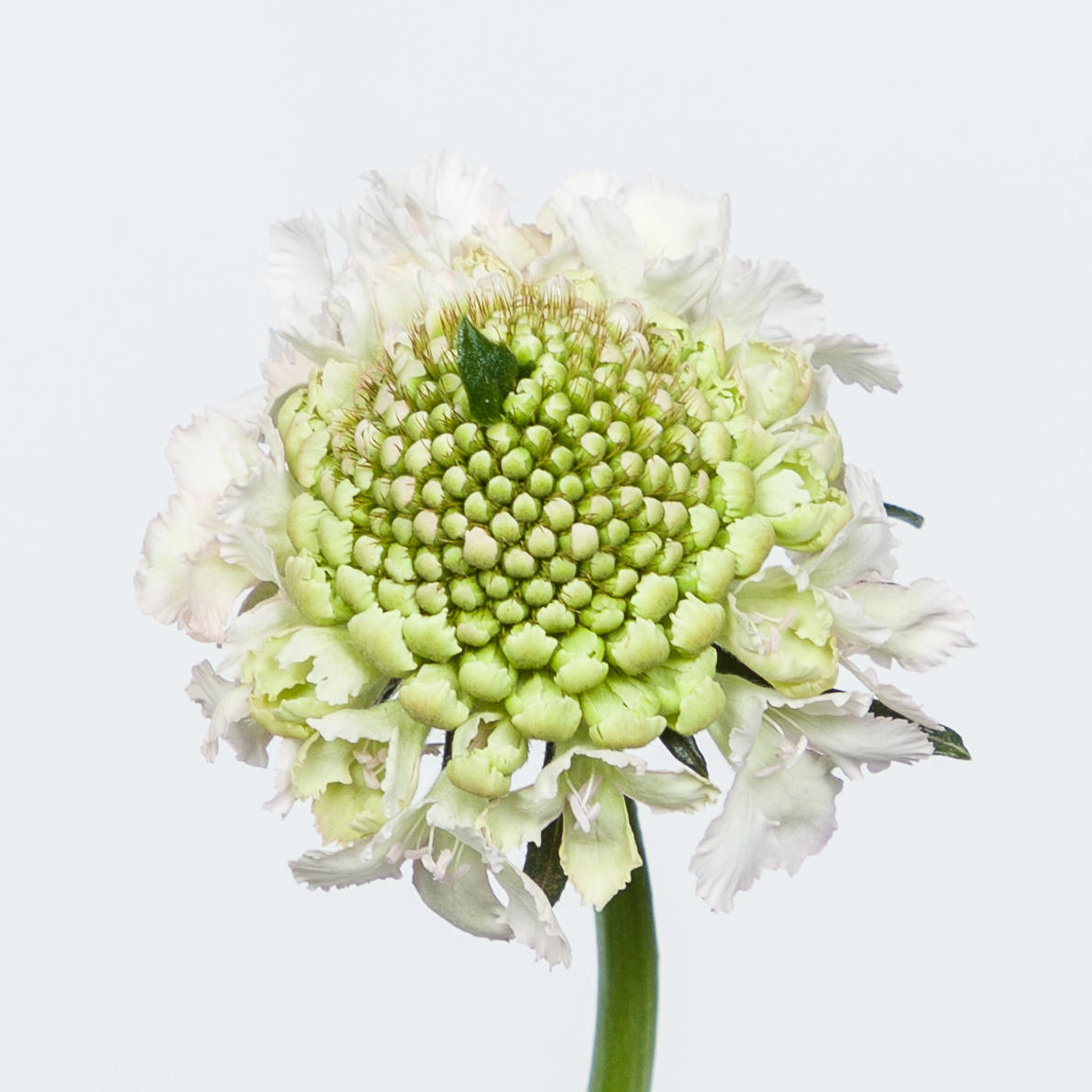 25x Scabiosa french vanilla bon bon scoop 60cm