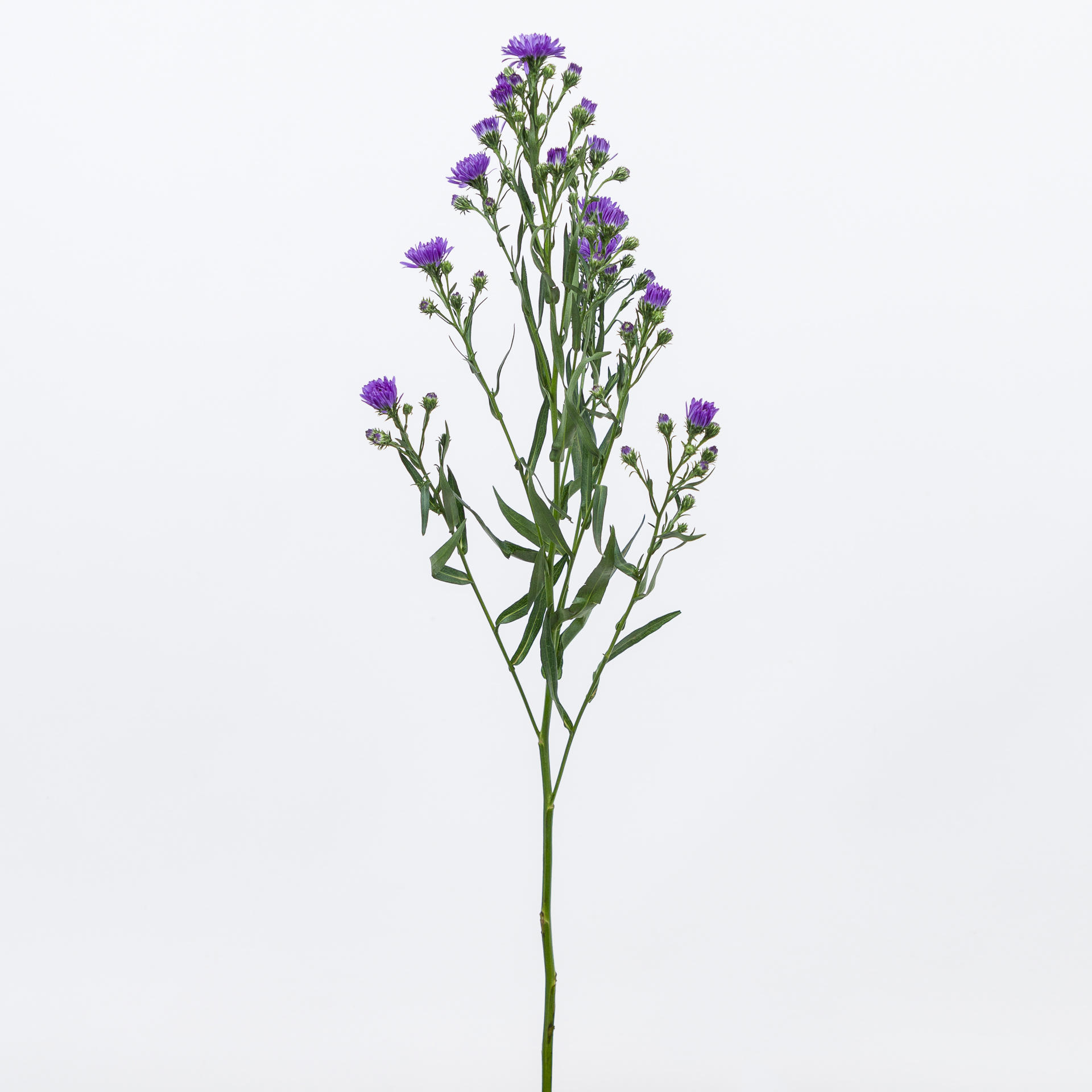 25x Aster astee dark milka 60cm