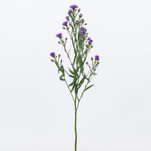 25x Aster astee dark milka 80cm