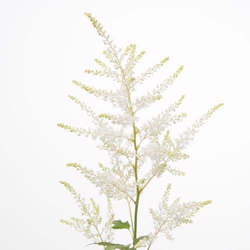 20x Astil.washington 50cm