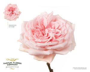 24x Rosa gard.princess hitomi 50cm