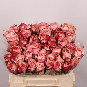 10x Rosa paloma 30cm