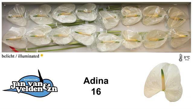 16x Anth.adina 10cm
