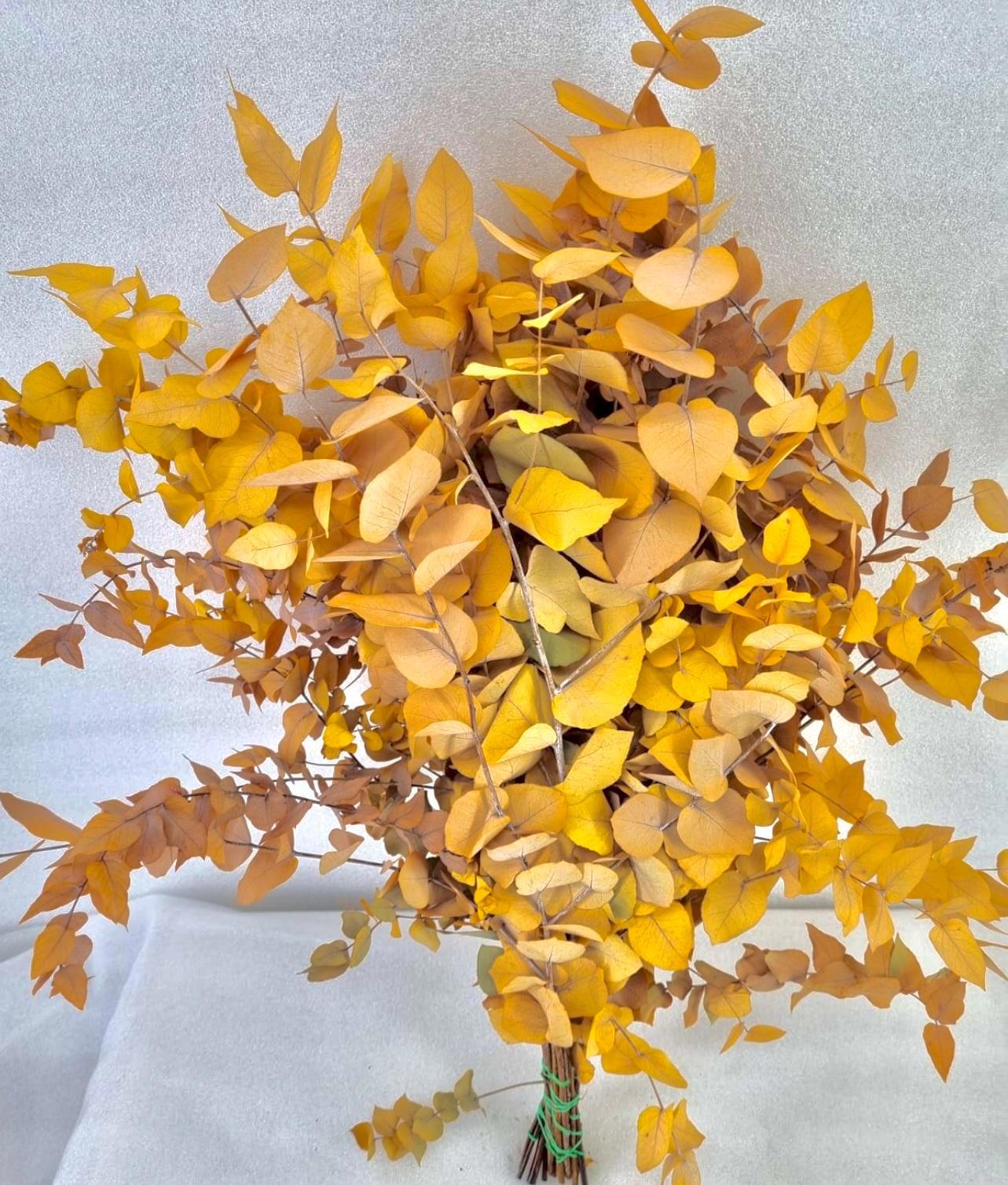 5x Dc eucalyptus stuart.geel gestabiliseerd 70cm