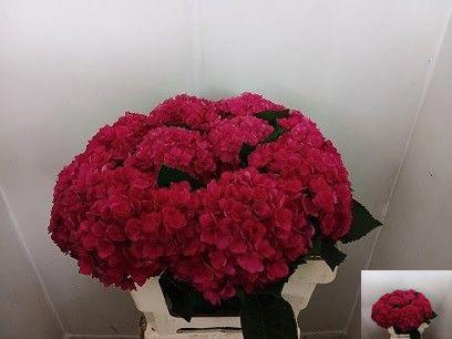 10x Hydr.royal glory 50cm