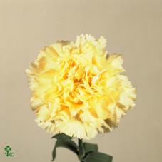 20x Dian.st.roma 50cm