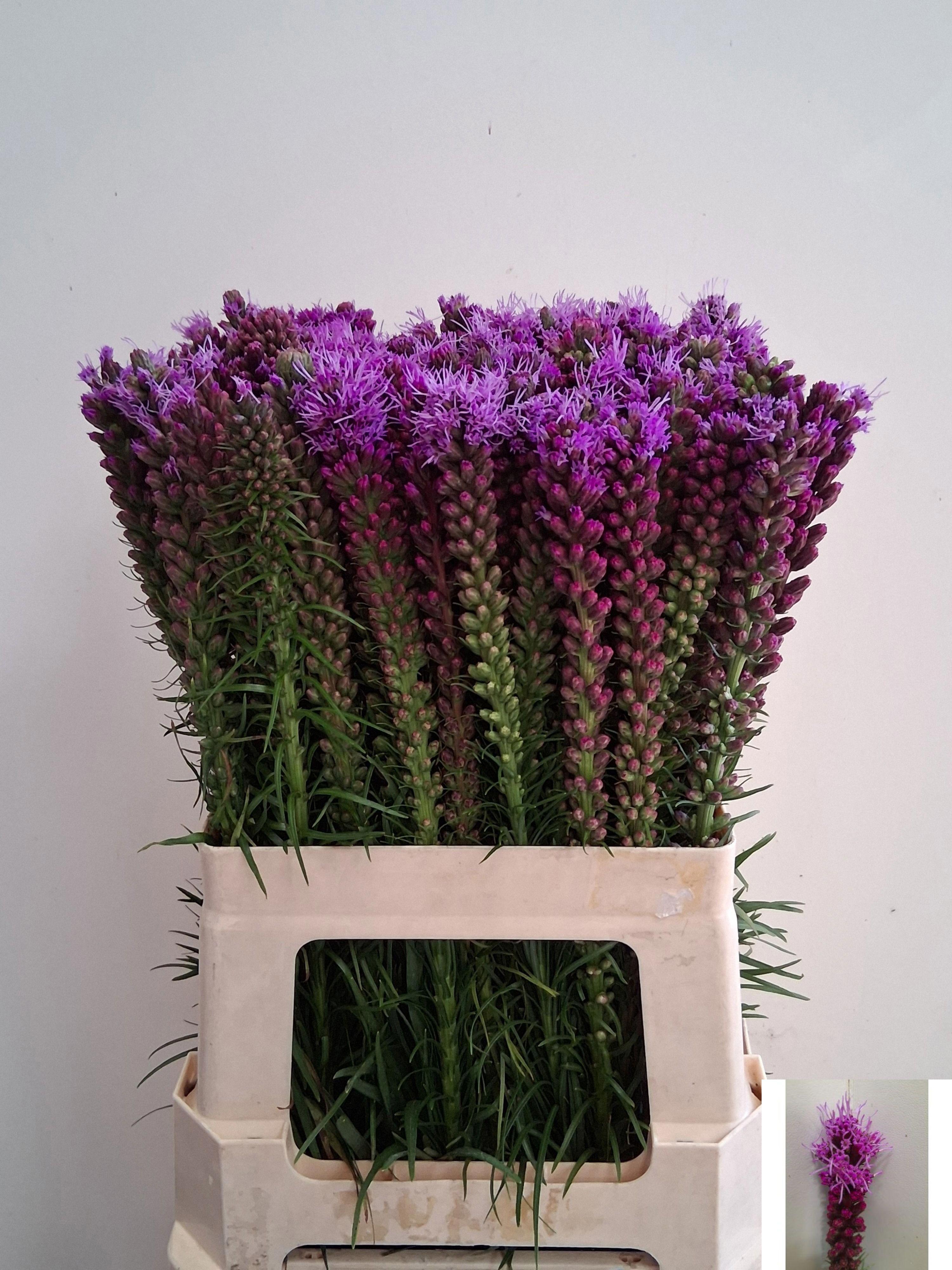 20x Liatris spicata 60cm