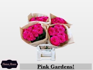 10x Rosa pink gardens! 50cm