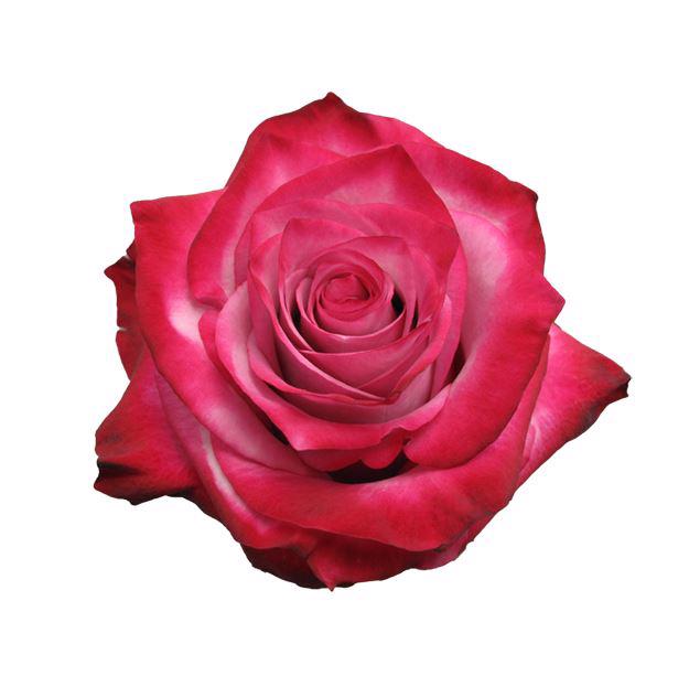 25x Rosa deep purple 50cm