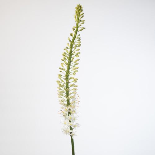 10x Eremur.obelisk 80cm