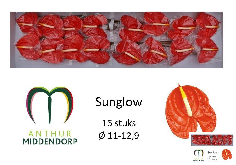 16x Anth.sunglow 10cm
