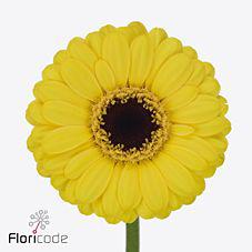 20x Germ.sunshine 50cm