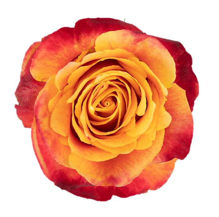 20x Rosa silantoi 50cm