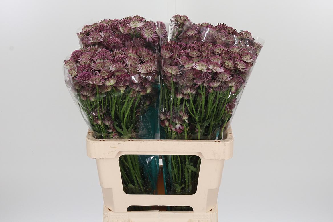 25x Astrantia roma 60cm