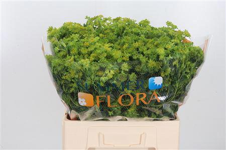 50x Bupleurum griffithii 60cm