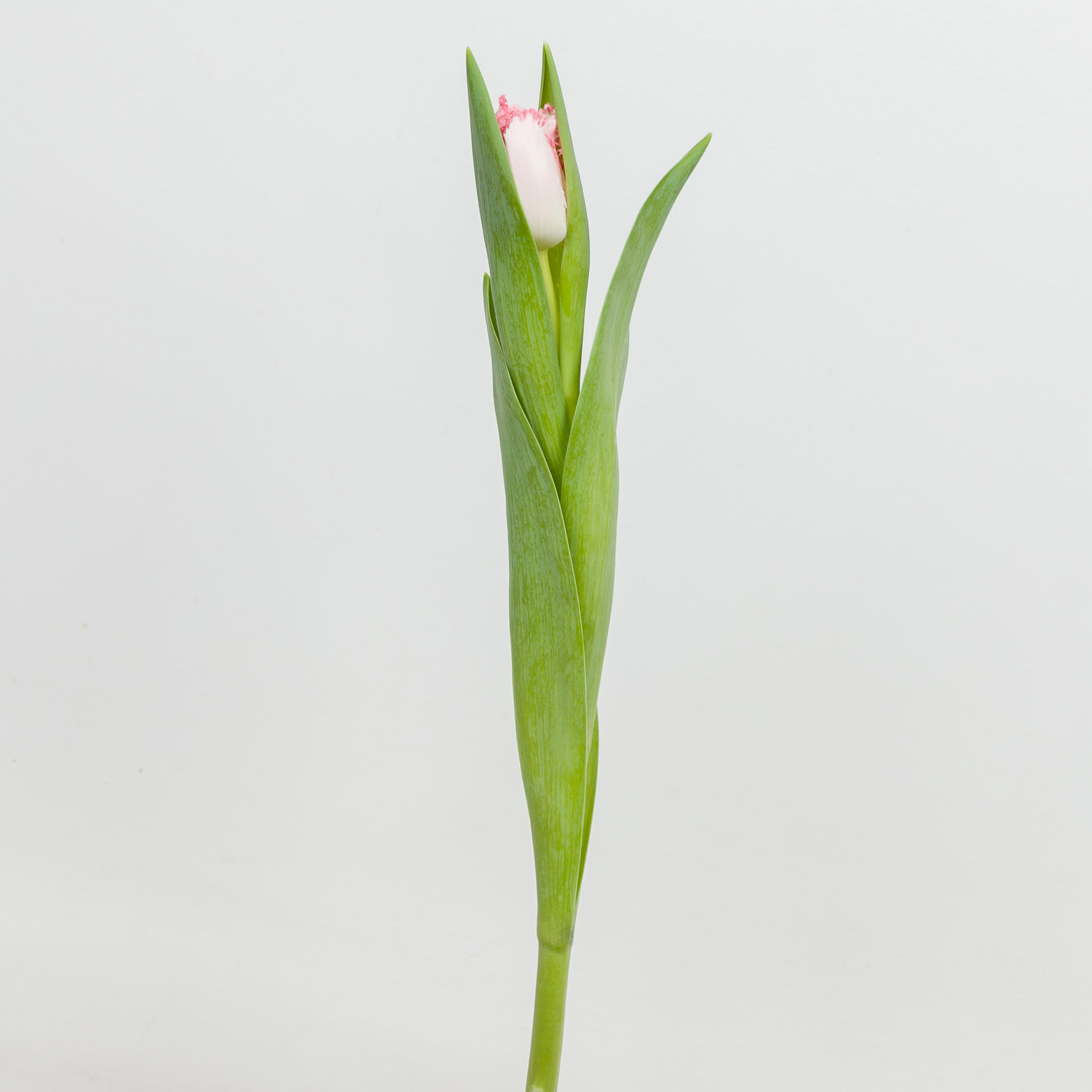 50x Tulipa neglige gf 40cm