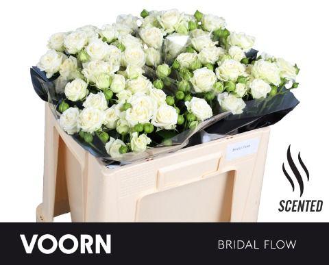 10x Rosa bridal flow 50cm
