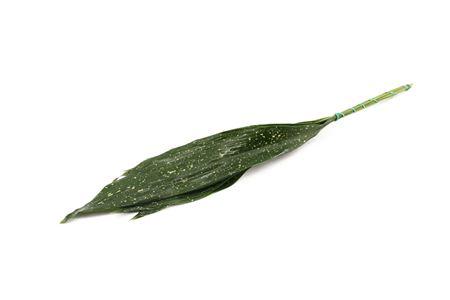 5x Sg aspidistra milky-way(zak) 50cm