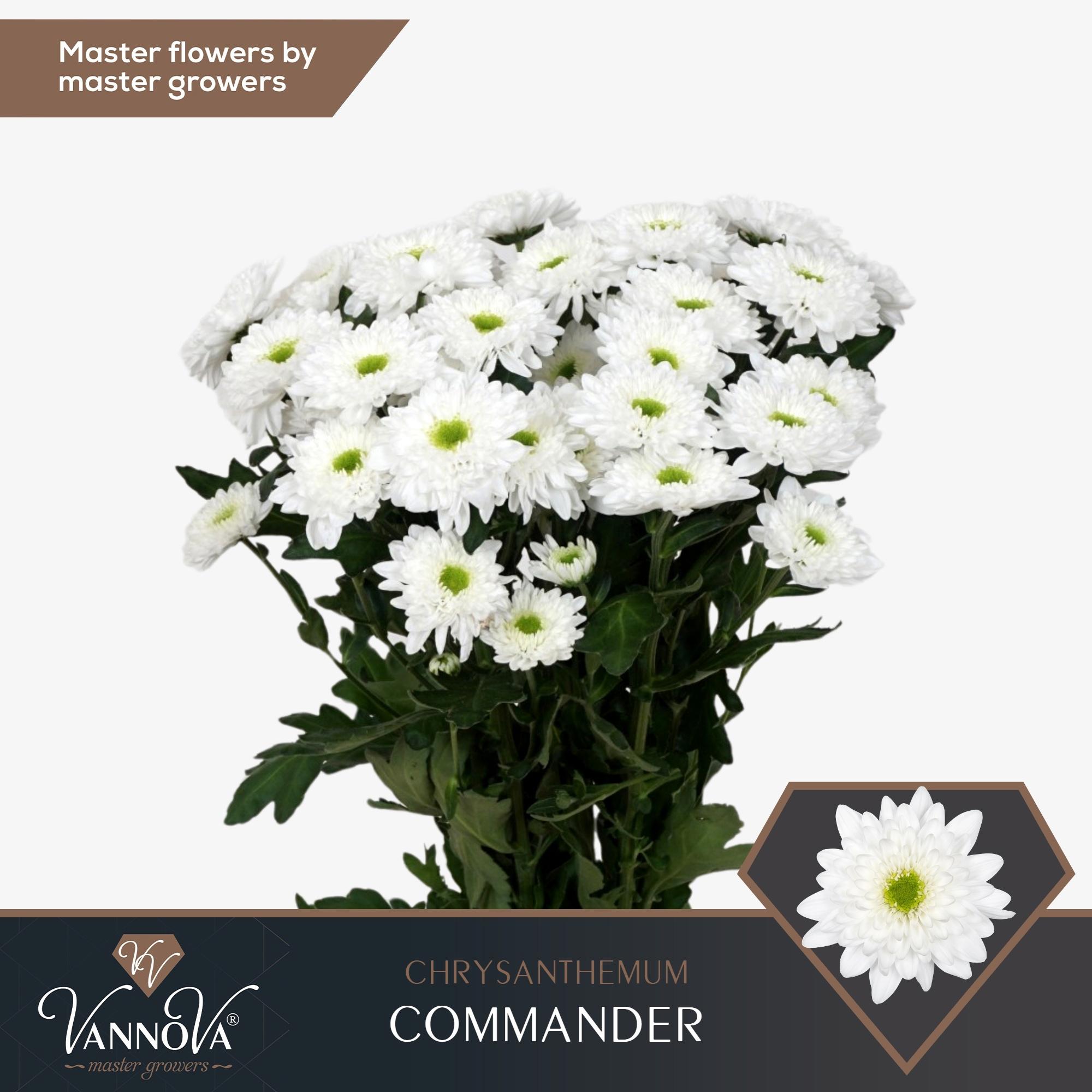 10x Chrysant commander 70cm