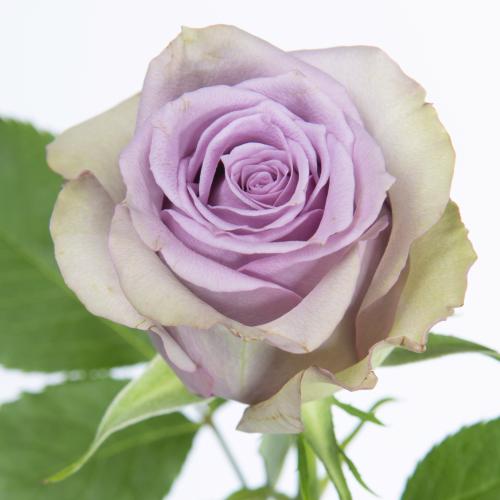 20x Rosa samantha bridal 40cm