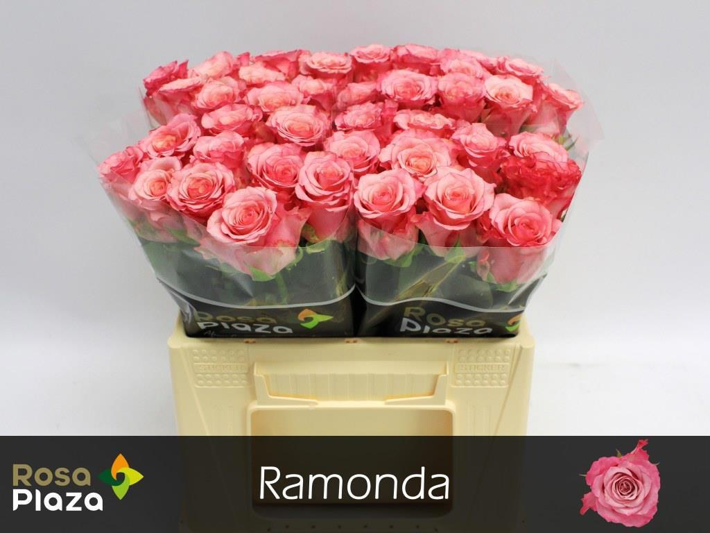 10x Rosa ramonda 30cm