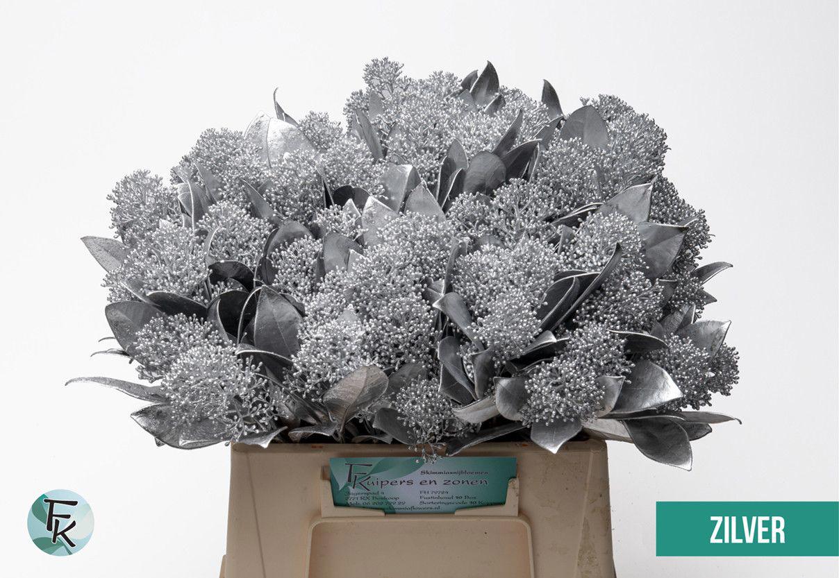 5x Skimmia zilver 40cm