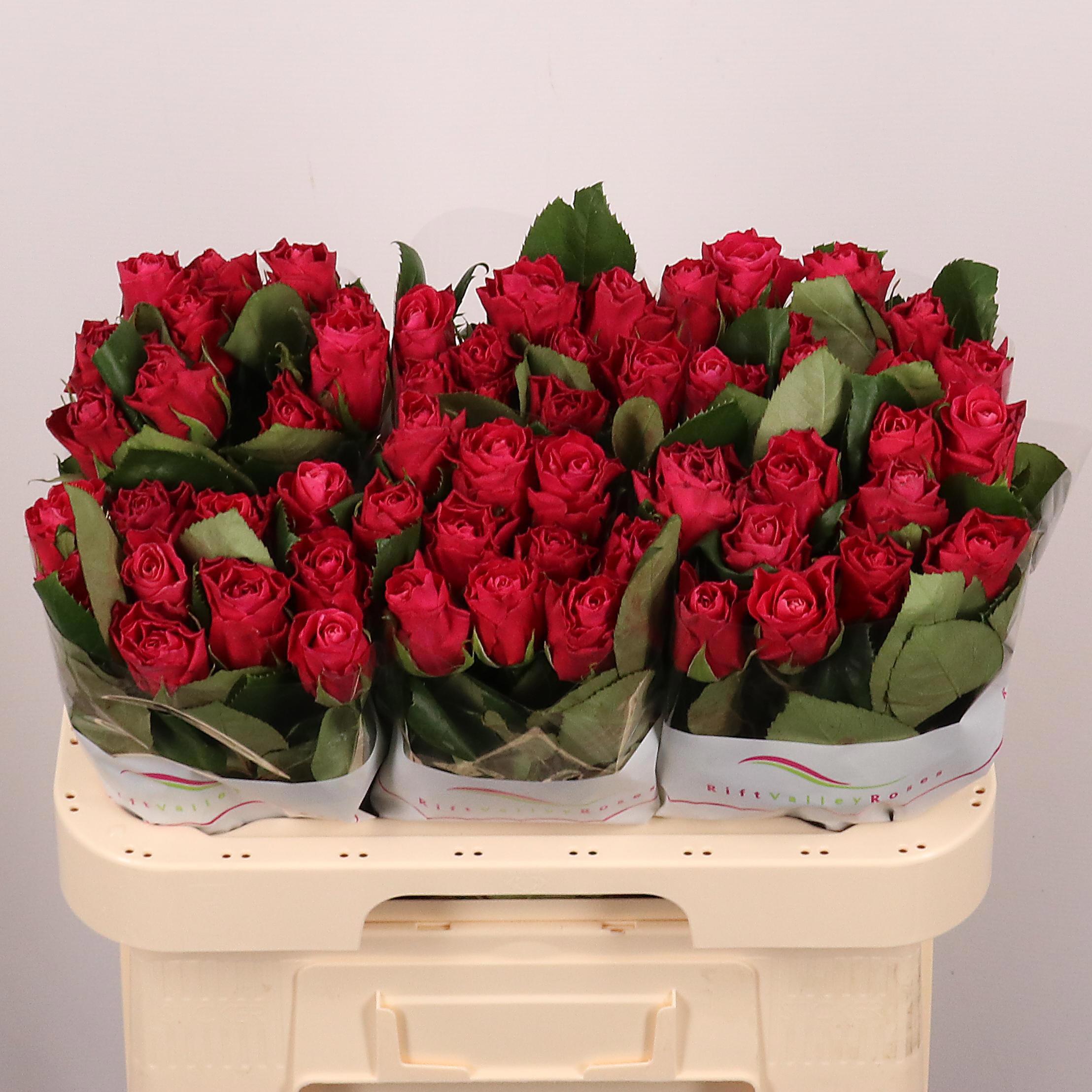 20x Rosa movie star 60cm