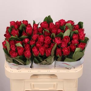 20x Rosa movie star 60cm