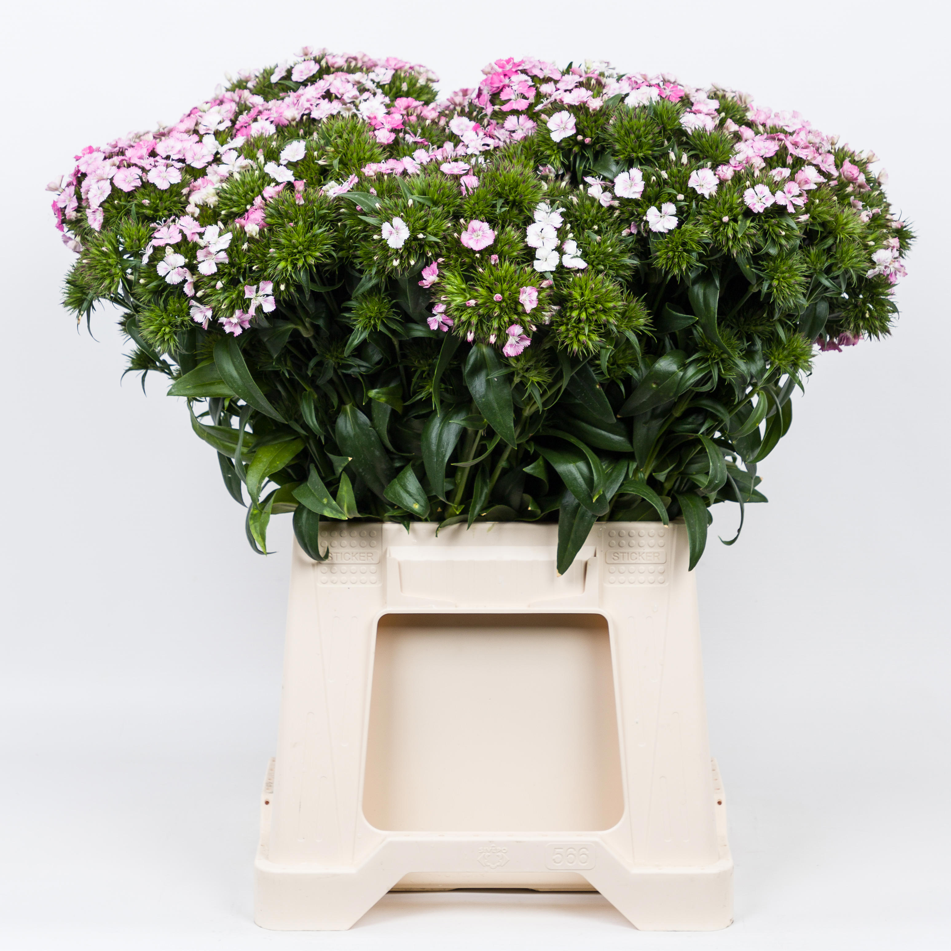 1x Dian.bar. - roze/wit 40cm