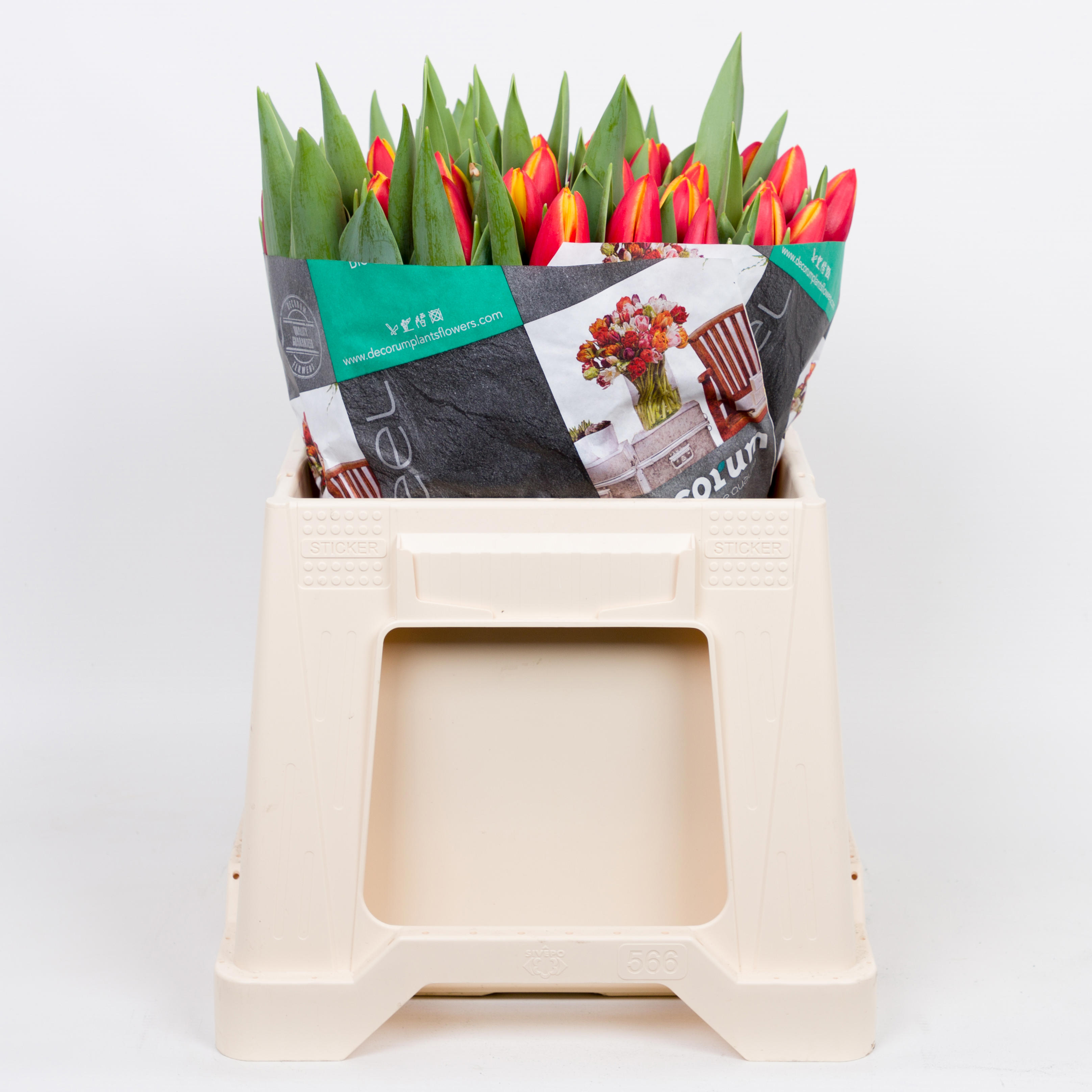 50x Tulipa tarzan en 50cm