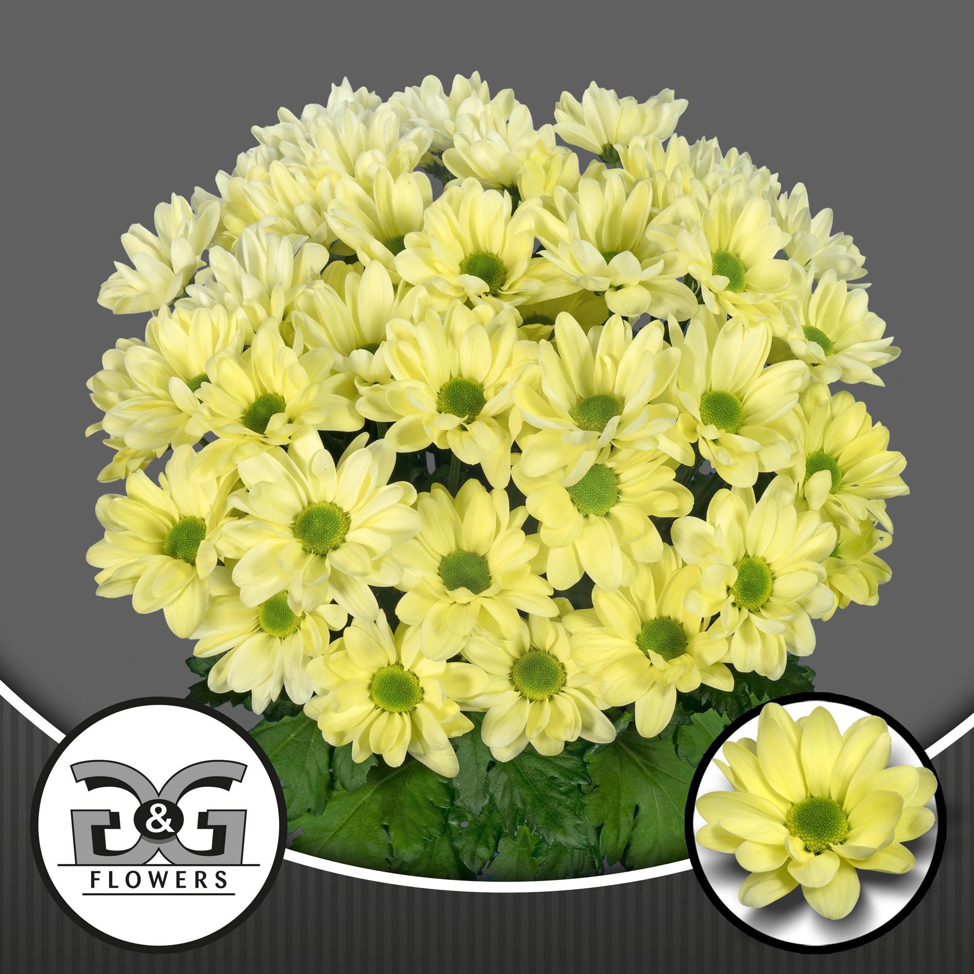 10x Chrysant chic cream 70cm