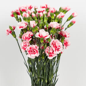 20x Dian.tr.scarlet plus 60cm