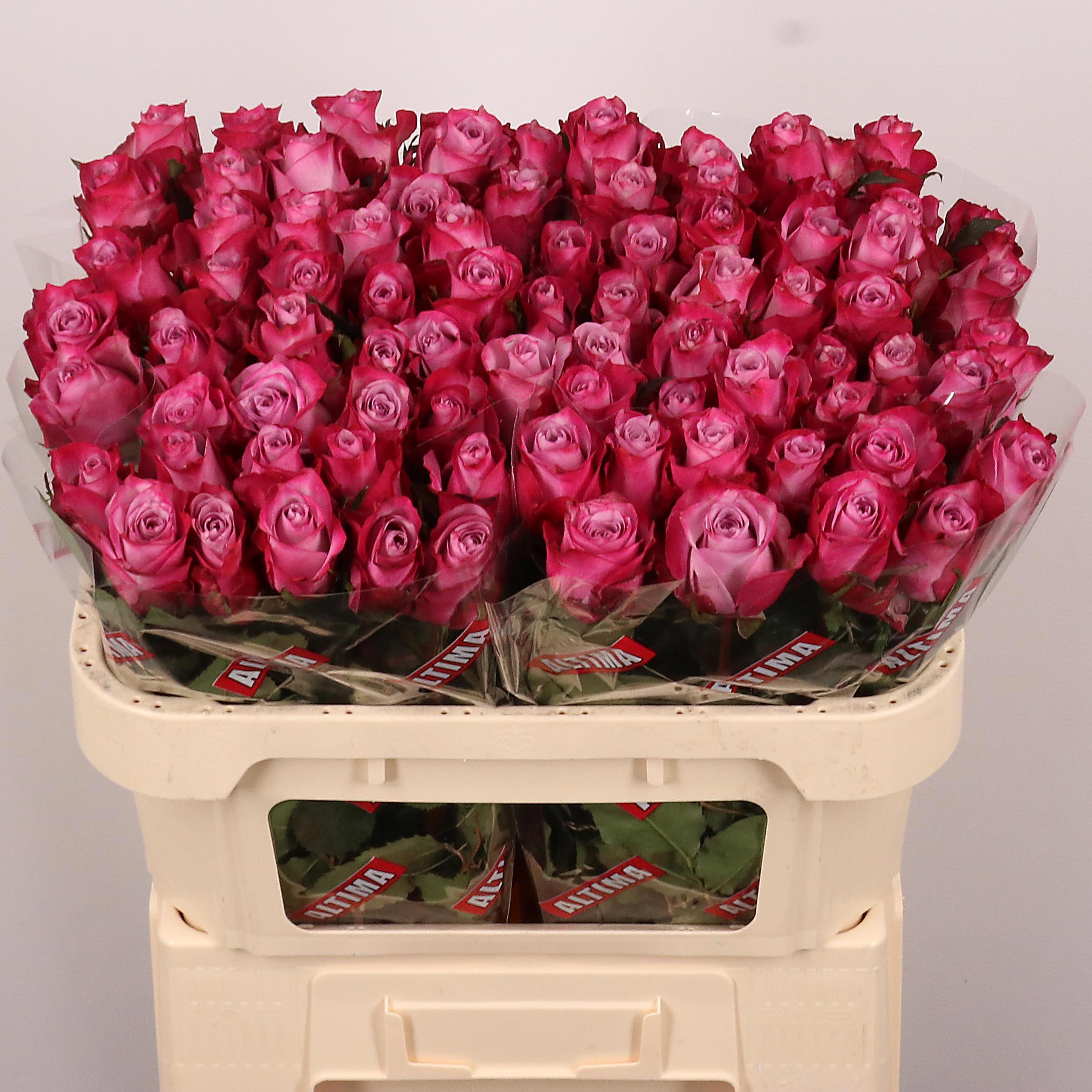 20x Rosa deep purple 70cm
