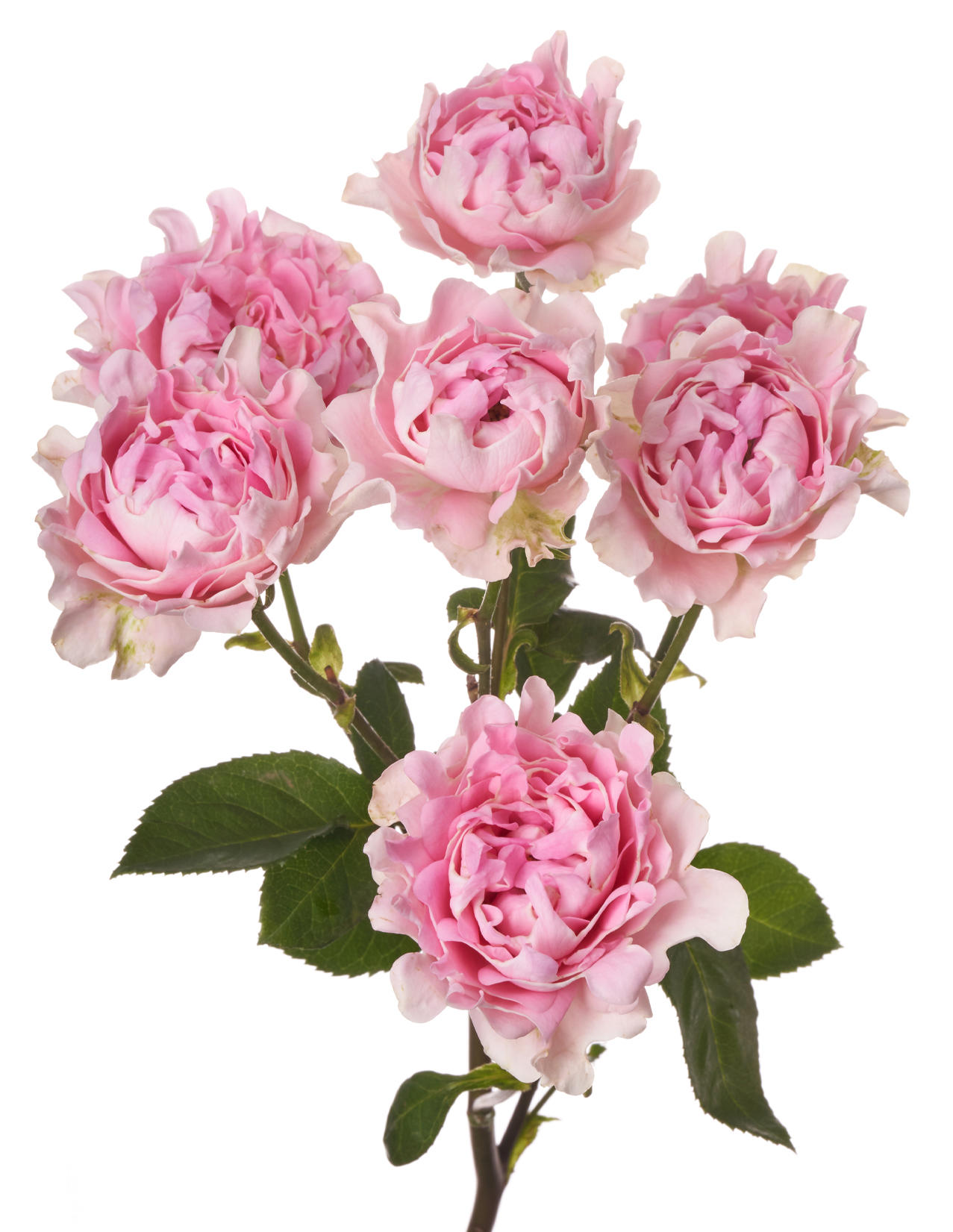 12x Rosa tr. #trophy 50cm