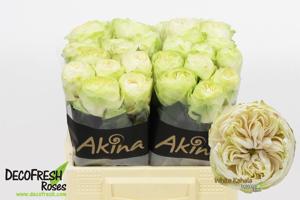 10x Rosa white kahala-bb 40cm